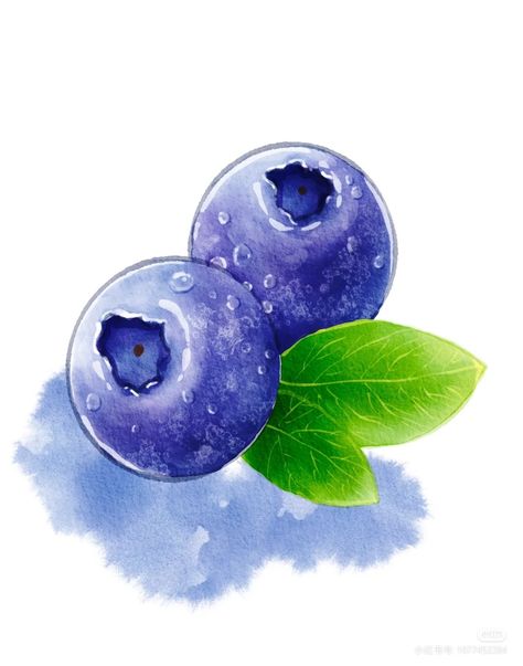 Blueberry Illustration Design, Alabaster Aesthetic, Blueberry Doodle, Blueberries Drawing, Watercolour Practice, Blueberry Fruit, Black And White Art Drawing, Gouache Art, Fruit Illustration