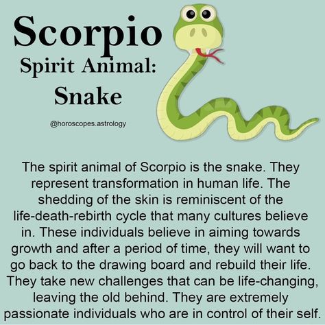 Scorpio Animal Spirit, Scorpio Spirit Animal, Scorpio Animal, Scorpio Witch, Scorpio Eyes, Zodiac Quotes Scorpio, Villain Era, Psychology Notes, Scorpio Zodiac Facts