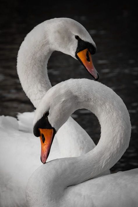 Two graceful swans Swan Pictures, Two Swans, Swan Love, Swan Painting, Mute Swan, Swans Art, Beautiful Swan, All Birds, Pretty Birds