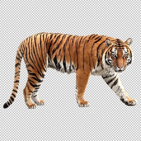 Cat Transparent Background, Tiger Standing, Cat Transparent, Tiger Png, Tiger Walking, Angry Tiger, Angry Baby, Tiger Cubs, Baby Tiger