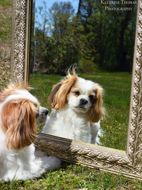 Creative Dog Photoshoot, Dog Photo Props, Dog Photoshoot Backdrop, Cute Puppy Photoshoot Ideas, Spring Dog Photoshoot, Fun Dog Photoshoot, Valentines Dog Photoshoot, Drake Photoshoot, Willow Photoshoot