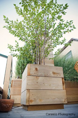 Custom Container for Birch Tree         #cnc   #woodenplanters  http://cnc.gallery/ Diy Tree Planter Boxes, Planter Box Designs, Tactical Urbanism, Diy Wooden Planters, Deck Planters, Bamboo In Pots, Potted Palms, Tree Planters, Green Revolution