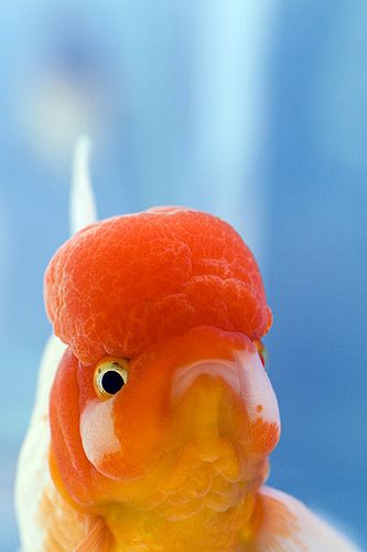 Goldfish With Big Head, Fancy Goldfish Drawing, Lion Head Goldfish, Chubby Goldfish, Funny Goldfish, Cute Animal Pfp, Bubble Eye Goldfish, Goldfish Wallpaper, Cute Goldfish