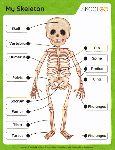 Skeleton Body Parts Name, My Skeleton Preschool, Skeleton Learning Activities, School Worksheets Highschool, Skeleton System Project, Human Skeleton For Kids, Skeleton Worksheet, Skeletal System Project, Human Body Activities For Kids