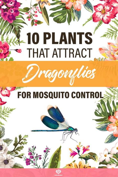 Dragonfly Habitat, Attract Dragonflies, Mosquito Plants, Mosquito Repelling Plants, Mosquito Control, Bee Garden, Garden Help, Garden Pests, Butterfly Garden