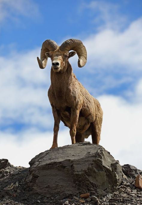 Borrego Cimarron, Lamb Pictures, Antelope Animal, Sheep Tattoo, Sheep Drawing, Animals With Horns, Big Horn Sheep, Bighorn Sheep, Amazing Animal Pictures