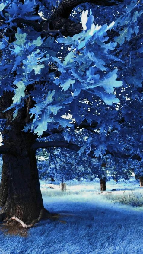 Blue Trees Aesthetic, Blue Landscape Wallpaper, Flower Aesthetic Photography, Blue Aesthetic Pictures, I Speak For The Trees, Secret Aesthetic, Colourful Things, Blue Trees, Poplar Tree