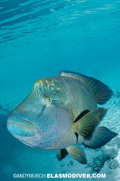 Coral Grouper, Elegant Photos, Underwater Painting, Wallpaper Themes, Elegant Photo, Iphone Wallpaper Themes, Beautiful Animals, Sea Creatures, Under The Sea