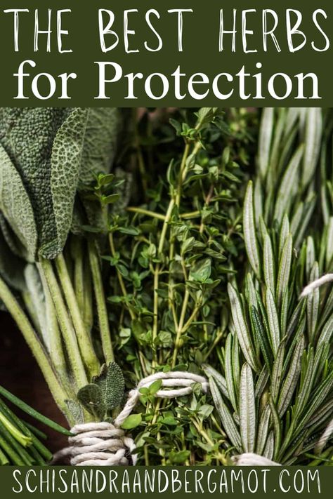 If you are in need of a little protection in your life, look no further than this helpful list of herbs for protection, plus a guide to using them. Herbs For Protection And Healing, Herbs For Viruses, Herb For Protection, Protection Herbs And Spices, Herbs For Protection Spell, Herbs To Burn For Protection, Protection Spell Herbs, Herbs For Survival, Herbs For Travel Protection