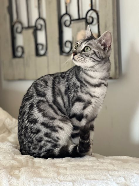 Black Bengal Cat, Silver Bengal Cat, Silver Tabby Kitten, Silver Bengal, Silver Tabby Cat, Gorgeous Cats, Feral Cats, Bengal Cat, Warrior Cats