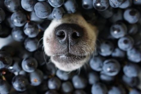 Can Dogs Eat Blueberries, Best Superfoods, Dog Nose, Dog Diet, Dog Shedding, Can Dogs Eat, Dog Recipes, Dog Parents, Pet Hacks