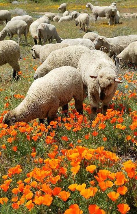 Sheep amongst the poppies Poppies California, Buttercup Field, Meal Presentation, Californian Poppy, Eschscholzia Californica, Lancaster California, Sheep Grazing, Inner Landscape, Orange Poppies