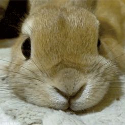 You know you can't resist me... Daily Bunny, Love Bunnies, Bun Bun, Bunny Pictures, Cute Bunnies, Bunny Lovers, Funny Bunnies, Bunny Rabbits, Baby Bunnies