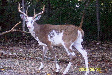 Piebald Deer, Albino Deer, Melanistic Animals, Whitetail Deer Pictures, Rare Albino Animals, Hair Feathers, Big Deer, Deer Photos, Deer Pictures