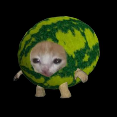 Watermelon Cat, Meme Chat, Silly Cats Pictures, Cat Icon, Silly Cats, Cat Face, Funny Animal Pictures, Baby Cats, Animal Memes