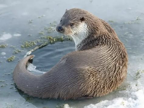 Otters are the most amazing creatures; they give unconditional love. Animals To Sketch, Drawing Reference Animals, Otter Reference, Otter Photography, Water Colour Animals, Texas Horned Lizard, Otter Photo, Animal Butts, Otter Tattoo