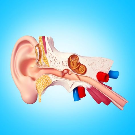 Autoimmune Inner Ear Disease Ear Diseases, Loss Of Balance, Acid Reflux Diet, Elephant Ear Plant, Chest Congestion, Inner Ear, Elephant Ears, Ear Wax, Hearing Loss