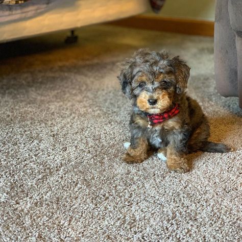 Aussiepoo Puppies, Mini Aussiedoodles, Aussie Doodle Puppy, Mini Aussiedoodle, Doodle Dog Breeds, Dog Crossbreeds, Doodle Dogs, Puppy Time, Puppy Mom