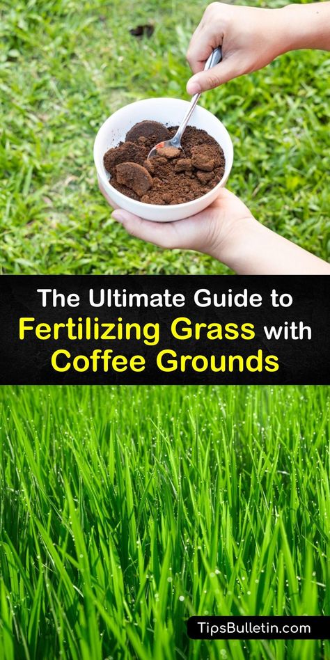 Are coffee grounds good lawn fertilizer? Discover how to add organic material like spent coffee grounds to your compost pile to promote soil health and vigorous growth. Make your kitchen waste work for you with these eco-friendly, organic fertilizer tips. #coffee #grounds #grass #fertilizer Cinnamon In Coffee, Home Made Fertilizer, Coffee Grounds As Fertilizer, Grass Fertilizer, Diy Fertilizer, Plant Fertilizer, Synthetic Lawn, Compost Pile, Acid Loving Plants