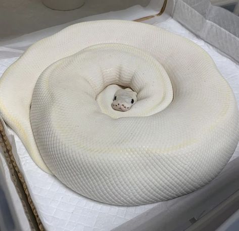 Holds Gently, Ball Python Pet, Ball Python Snake, Snake Pet, Pet Aesthetic, Snake Enclosure, Animal Aesthetic, Pets At Home, Pretty Snakes