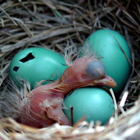 Newborn bird. "I'm Pooped!" by Kelly Cavanaugh, cards and photos available from Red Bubble. Baby Robin, Baby Birds, New Born Baby, Bird Watcher, Baby Bird, Green Eggs, Amazing Facts, Bird Nest, Bird Feathers