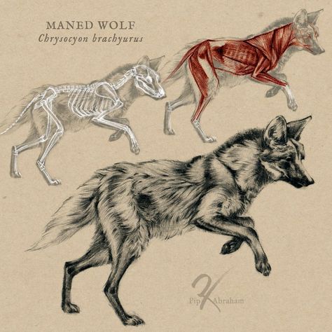 Maned Wolf Anatomy by https://oxpecker.deviantart.com on @DeviantArt Wolf Anatomy Drawing, Leg Anatomy Drawing, Wolf Anatomy, Wolf Poses, Leg Anatomy, Maned Wolf, Drawing Legs, Animal Anatomy, Muscle Anatomy