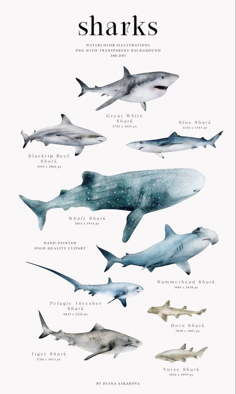 Beluga Whale Drawing, Marine Poster, Shark Illustration, Types Of Sharks, Shark Pictures, Ocean Room, Zestaw Ikon, Watercolor Whale, Print Outs