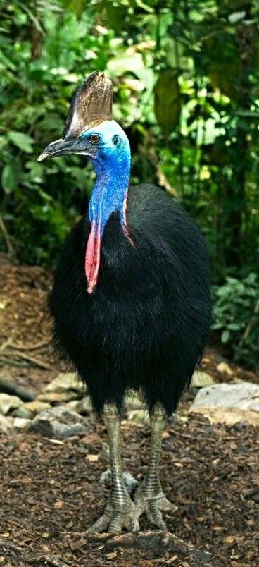 Cassowary bird - At 6 feet tall and 120 pounds it is one of the largest birds in the world. Cassowary Bird, Rainforest Birds, Flightless Bird, Australian Birds, Unusual Animals, Bird Wallpaper, Australian Animals, Animal Sketches, Birds Tattoo