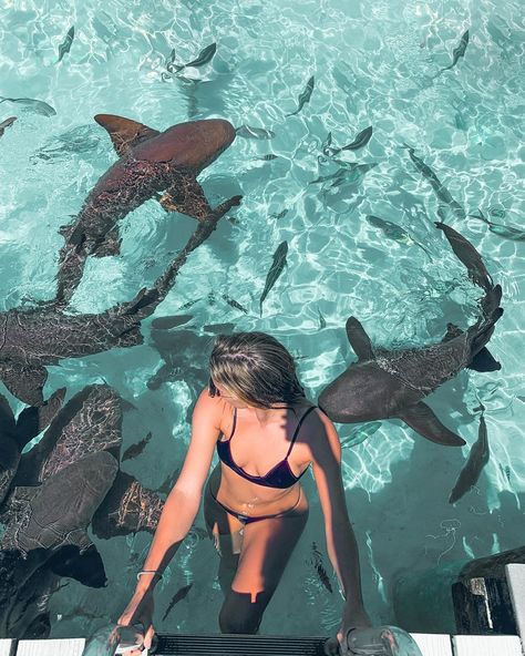 Swimming With Sharks, Swimming With Nurse Sharks, Bahamas Pictures, Pet Shark, Exuma Bahamas, Nurse Shark, Swimming With Whale Sharks, Shark Swimming, Senior Trip