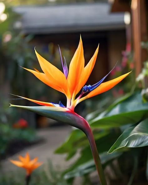 Bird Of Paradise Plant Aesthetic, Palms Painting, Bird Of Paradise Plant Painting, Bird Of Paradise Flower Painting, Bird Of Paradise Flower Photography, Mexican Bird Of Paradise, Silver Dollar Plant, Corpse Flower, Hawaii Flowers