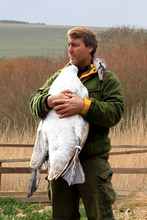 Swan Hugs Man Who Rescued It Bizarre Pictures, In His Arms, Sweet Animals, Cute Funny Animals, Animals Friends, Beautiful Creatures, Beautiful Birds, Keds, Animal Kingdom