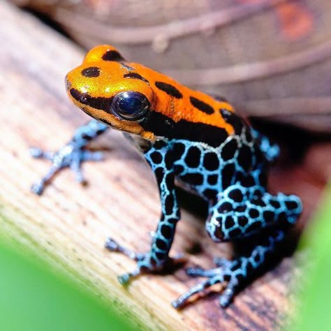 Poison darts and fruit baskets Poisonous Dart Frog, Poisonous Frog, Dart Frog Terrarium, Poisonous Animals, Frog Habitat, Frog Hoodie, Frog Terrarium, Yoga Frog, Art Frog