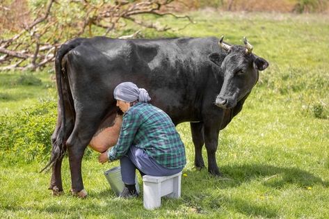 Milking A Cow, Milking Cow, Cow Milking, Cows Milk, Cow Photography, Milk The Cow, Cow Milk, Future Farms, Photo Woman