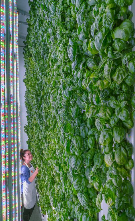 This Is Why Jeff Bezos Is Spending Millions on an Indoor Farming Startup Eat Fruits And Vegetables, Growing Tomatoes Indoors, How To Grow Tomatoes, Indoor Farming, Tomato Farming, Hydroponic Farming, Growing Tomatoes In Containers, Farming System, Vertical Farming