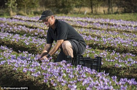 Growing enterprise: Mr Smale, who is Britain’s only saffron grower, launched his business after finding success growing the crocus sativus flowers in his back garden Crocus Sativus, Saffron Crocus, Blooming Trees, Shade Trees, Food Garden, Climbing Roses, Lost Art, Small Farm, Daylilies