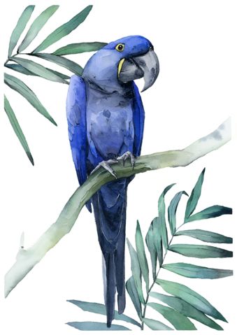 "Hyacinth Macaw" original Macaw Art, Hyacinth Macaw, Parrots Art, Watercolor Paintings Easy, 수채화 그림, Beginner Painting, Arte Animal, Bird Drawings, Watercolor Bird