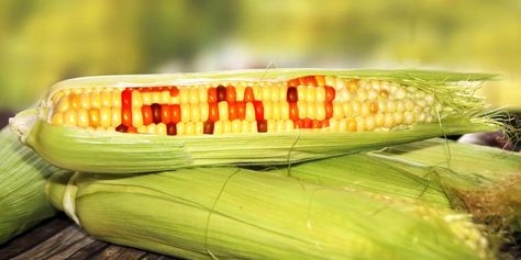 Is GMO corn safe to eat? Gmo Corn, Toxic Mold, Genetically Modified Food, Gmo Foods, Food Supply, Genetically Modified, Food Safety, Pesticides, Food Allergies