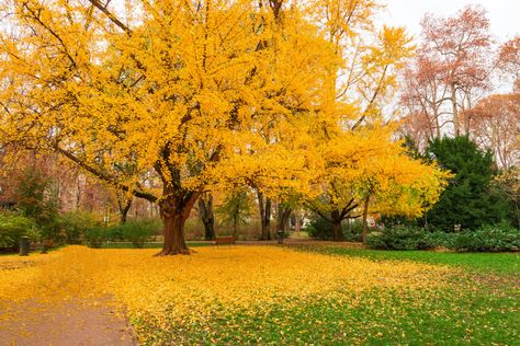 Ginkgo Tree Care Tips: How to Grow a Ginkgo Tree - 2022 - MasterClass Ginkgo Biloba Tree, Maidenhair Tree, Ginkgo Tree, Street Trees, Landscape Construction, Ornamental Trees, Shade Trees, Tree Care, Ginkgo Biloba