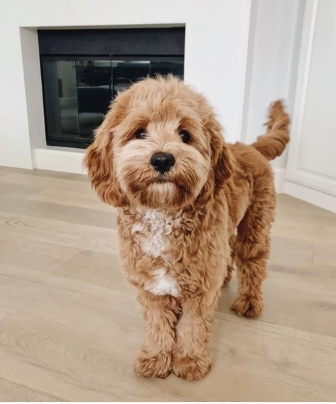 Poodle And Golden Retriever, Golden Doodle Medium Size, Cavadoodle Full Grown, Toy Cavoodle Full Grown, Mini Golden Doodle Aesthetic, Petite Mini Goldendoodle, Golden Doodles Puppies, Golden Doodle Miniature, Doodles Dogs Breeds