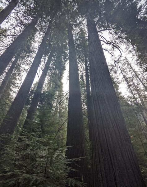 The DeVoto Memorial Cedar Grove in northern Idaho is delightful during the summer and fall months. The lush greenery creates a view that you will not want to leave. Idaho Forest, Jedediah Smith Redwoods State Park, Cedar Grove, Fall Months, Tall Trees Grove Redwoods, Cedar Trees, Forest Service, Red Cedar, Western Red Cedar