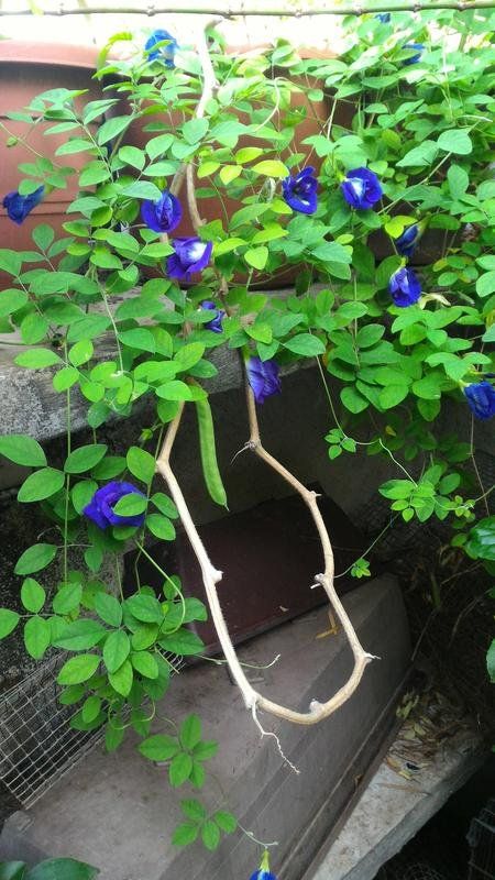 Wonderful Butterfly Blue Pea Tea and How to Grow Butterfly Blue Pea from Seed — Steemit Blue Pea Tea, Grow Butterflies, Medicinal Weeds, Ayurvedic Plants, Butterfly Pea Flower Tea, Pea Plant, Backyard Hammock, Indoor Flowering Plants, Gardens Ideas