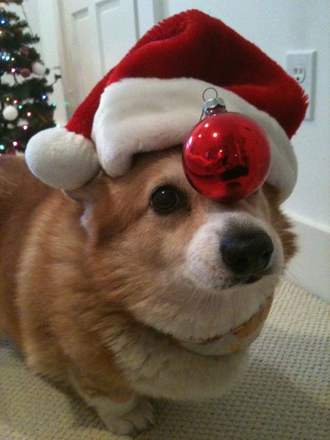 Cute Corgi Puppy, Corgi Christmas, Corgi Puppy, Cute Corgi, Corgi Dog, Welsh Corgi, Christmas Animals, Cute Little Animals, 귀여운 동물