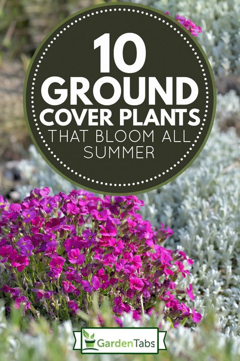 Low Growing Ground Cover Sun, Colorful Ground Cover Perennials, Floral Ground Cover, Ground Covering Perennials, Ground Cover Flowers Perennials, Low Ground Cover Perennials, Ground Coverage Plants, Perennial Ground Cover Sun, Flower Bed Ground Cover Ideas