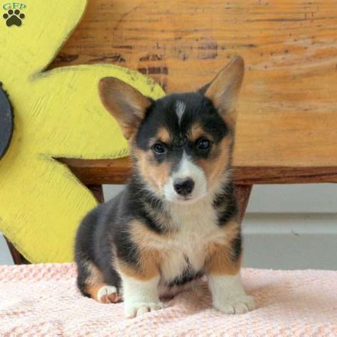 Fiona - Pembroke Welsh Corgi Puppy For Sale in Pennsylvania Corgi Puppies For Sale, Pembroke Welsh Corgi Puppies, Greenfield Puppies, Puppy Finder, Corgi Puppies, Welsh Corgi Puppies, Corgi Puppy, Puppy For Sale, Pembroke Welsh Corgi