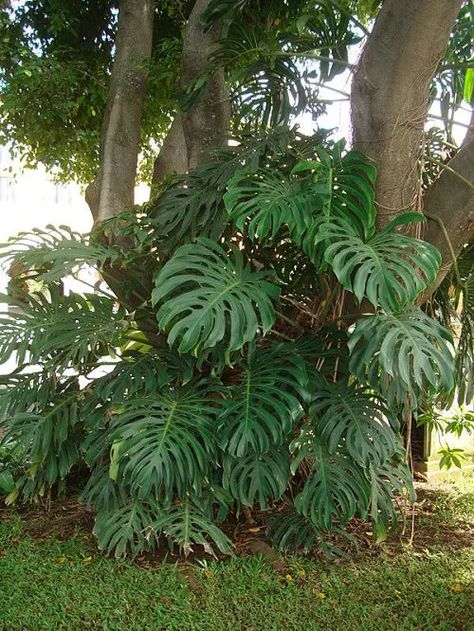 Large Leaf Plants, Big Leaf Plants, Fast Growing Vines, Monstera Plants, Growing Vines, Tropical Garden Design, Tropical Backyard, Big Leaves, Monstera Plant