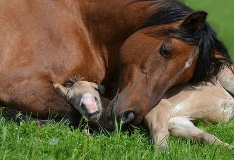 Baby Horse, Baby Horses, Majestic Horse, All The Pretty Horses, Horse Crazy, Cute Horses, Pretty Horses, Horse Photography, Horse Pictures