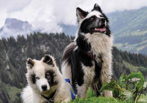 Yakutian Laika, Laika Dog, Husky Puppies, Purebred Dogs, Pretty Dogs, Pretty Animals, Wolf Dog, Dog Sledding, Weird Animals