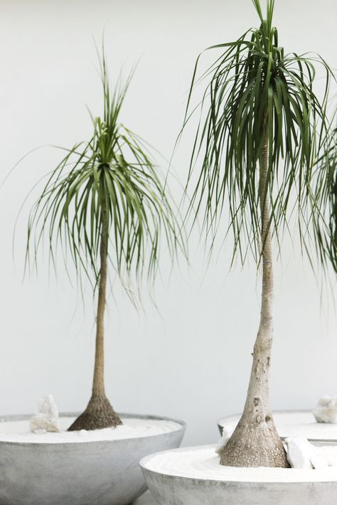 Officially called the beaucarnea recurvate, the slow-growing ponytail palm likes basking in a sunny window. Don't over-water the Mexico native, because "its stems work off its reserves," says Nejman. Bonus: It's a bargain — Nejman snagged one at the grocery store for 50 cents.  - GoodHousekeeping.com Indoor Palm Trees, Ponytail Palm, Indoor Palms, Low Light Indoor Plants, Propagating Succulents, Succulent Soil, Palm Plant, Bathroom Plants, Plant Ideas