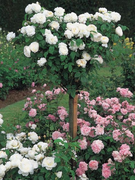 12 Tips for Designing Beautiful Rose Beds | HGTV Winchester Cathedral, David Austin, Winchester, White Roses, A Garden, Pink Roses, White Flowers, Austin, Roses