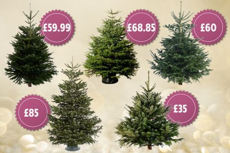 TIS the season to enjoy the smell of a real Christmas tree in your home.  Retailers such as B&Q, Primrose, John Lewis and more are selling real trees this year. Nordmann Firs are considered the most sought-after Christmas trees across the European continent.  Deliveries for some Nordmann Fir Christmas trees are as early as 22 […] Christmas Tree Types Real, King Of Christmas Noble Fir, Nordmann Fir Christmas Tree, King Noble Fir Christmas Tree, Noble Fir Christmas Tree Real, Real Christmas Trees, Real Christmas, Berkshire Snowy Spruce Pre-lit Christmas Tree - 9', Real Christmas Tree